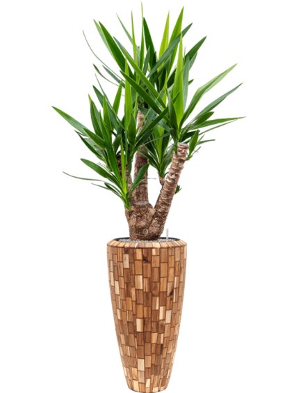 Yucca elephantipes in Baq Facets Jenga R35cm V178cm