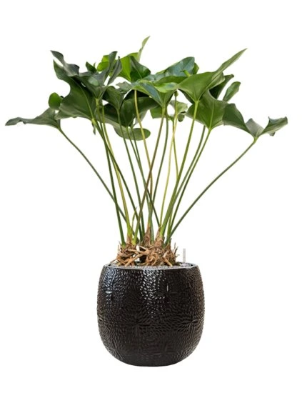 Anthurium 'Arrow' in Marly R41cm V121cm