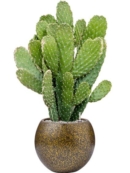 Opuntia consolea in Capi Lux Terrazzo R29cm V78cm