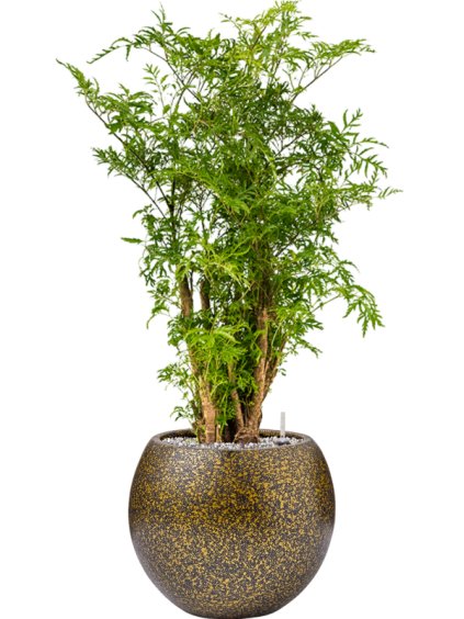 Aralia (Polyscias) 'Ming' in Capi Lux Terrazzo R29cm V81cm