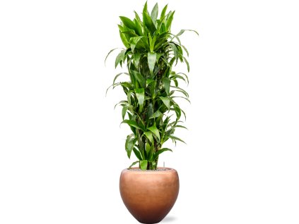 Dracaena fragrans 'Janet Craig' in Baq Metallic Silver leaf R30cm V180cm