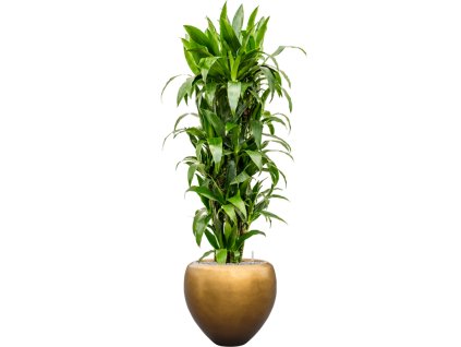 Dracaena fragrans 'Janet Craig' in Baq Metallic Silver leaf R30cm V180cm