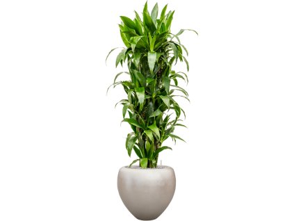 Dracaena fragrans 'Janet Craig' in Baq Metallic Silver leaf R30cm V180cm
