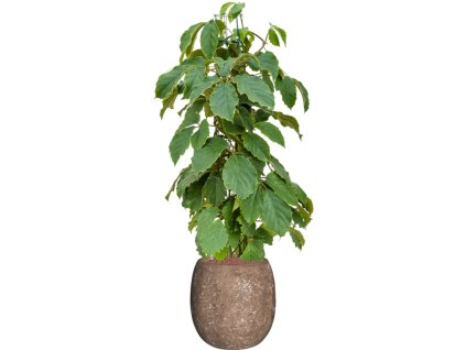 Tetrastigma voinierianum in Baq Polystone Coated Plain R22cm V155cm