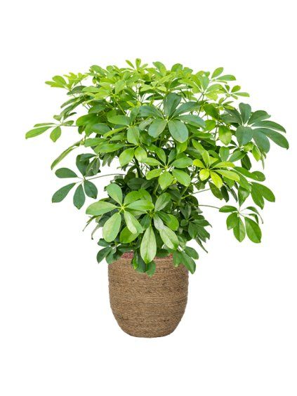 Schefflera arboricola 'Compacta' in Bohemian R27cm V83cm