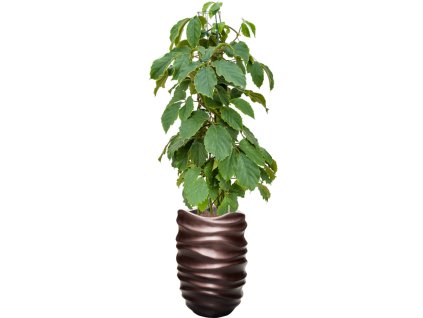 Tetrastigma voinierianum in Baq Gradient Lee R22cm V172cm