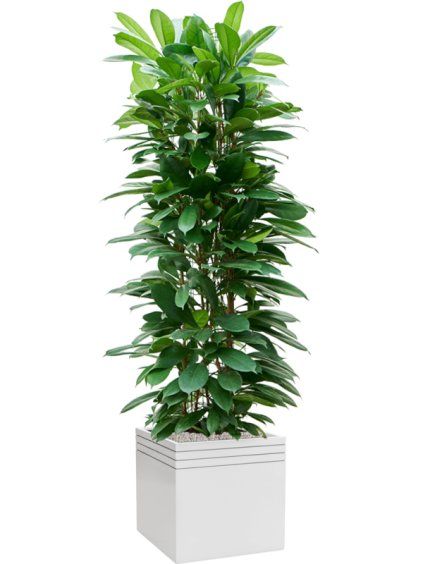 Ficus cyathistipula in Baq Line-Up V191cm