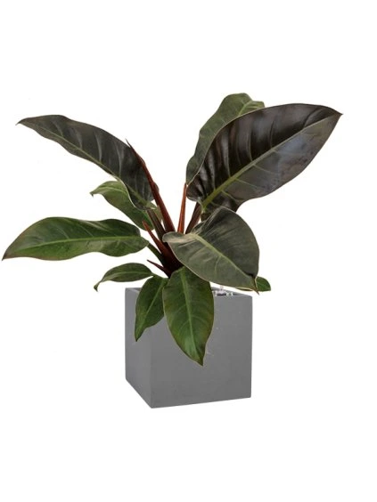 Philodendron 'Imperial Red' in Natural V52cm