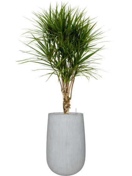 Dracaena marginata in Ridged Vertically R44cm V182cm