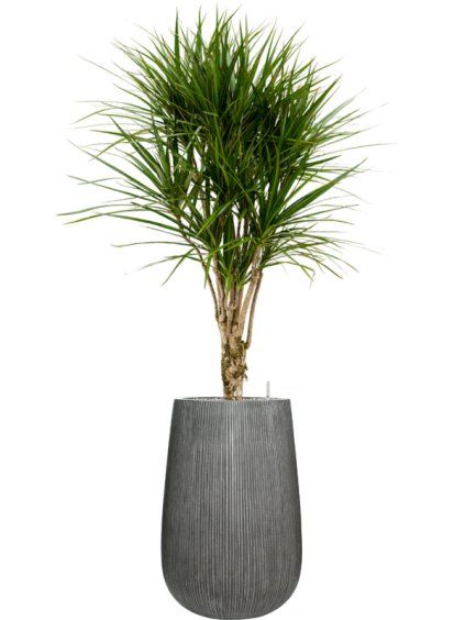 Dracaena marginata in Ridged Vertically R44cm V183cm