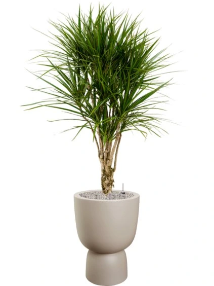 Dracaena marginata in Pure® R41cm V172cm
