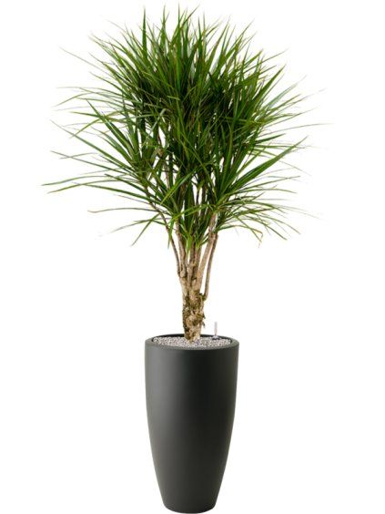 Dracaena marginata in Pure® R35cm V176cm