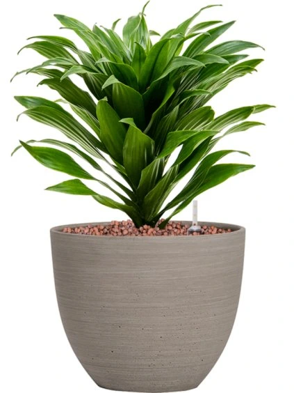 Dracaena fragrans 'Compacta' in Refined R18cm V34cm