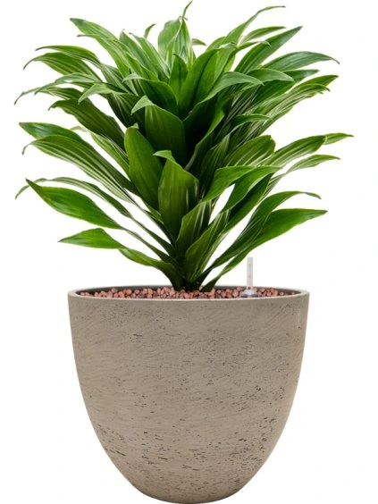 Dracaena fragrans 'Compacta' in Rough R18cm V34cm