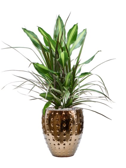 Dracaena combo in Laos Mini R25cm V80cm