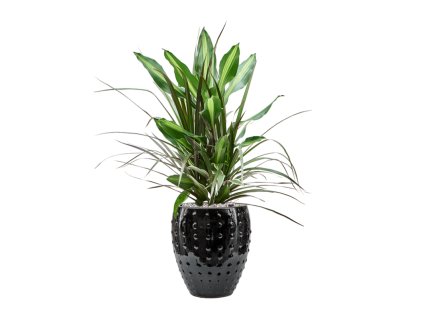 Dracaena combo in Laos Mini R25cm V81cm