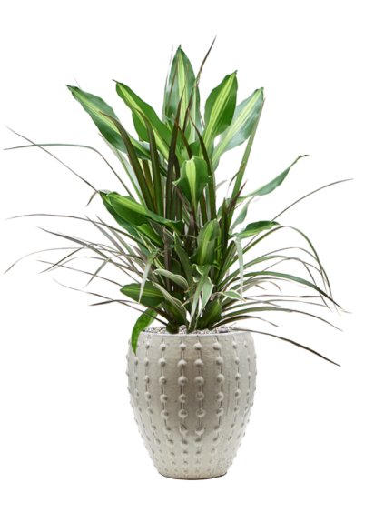 Dracaena combo in Laos Mini R25cm V81cm