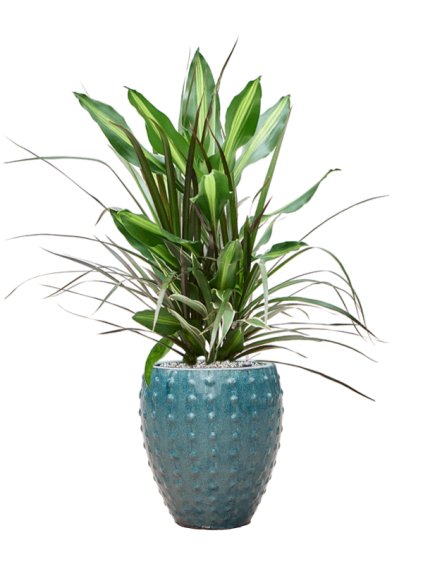 Dracaena combo in Laos Mini R25cm V81cm