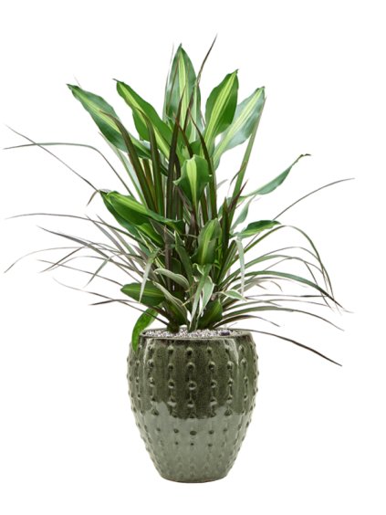 Dracaena combo in Laos Mini R25cm V81cm