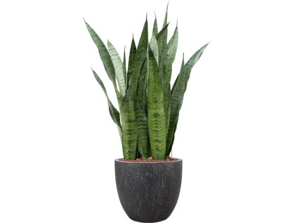 Sansevieria zeylanica in Baq Raindrop R22cm V111cm