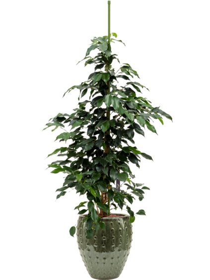 Ficus benjamina 'Danielle' in Laos Mini R25cm V117cm