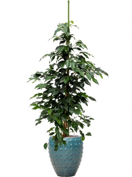 Ficus benjamina 'Danielle' in Laos Mini R25cm V117cm