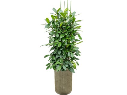 Ficus cyathistipula in Baq Vertical Rib R38cm V221cm