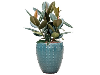 Ficus elastica 'Abidjan' in Laos Mini R30cm V79cm