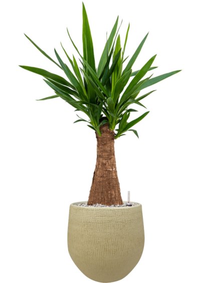 Yucca elephantipes in Ryan R26cm V89cm