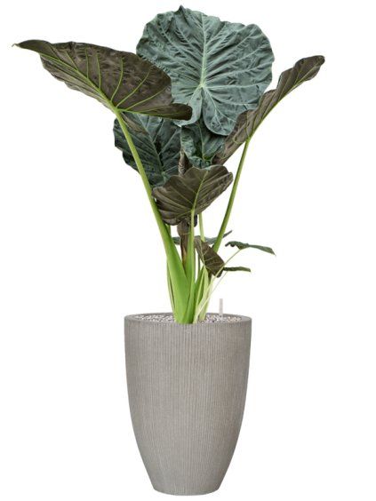 Alocasia 'Regal Shields' in Ridged Vertically R40cm V151cm