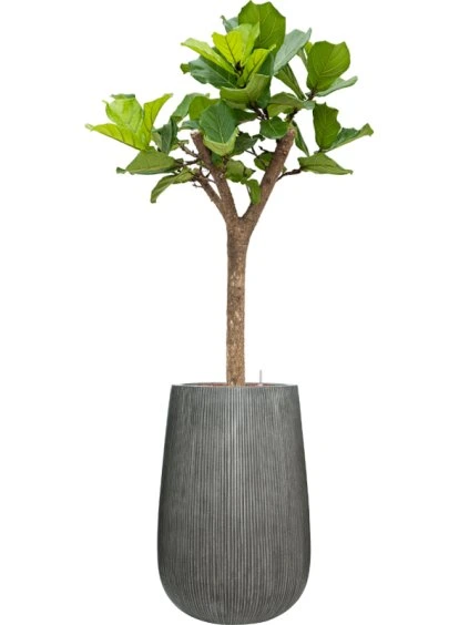 Ficus lyrata in Ridged Vertically R44cm V179cm