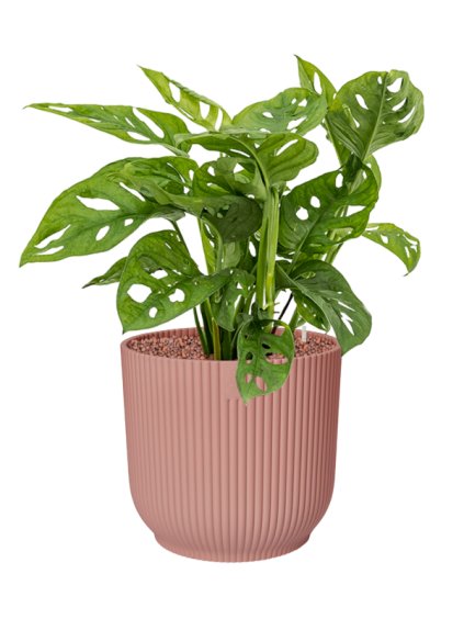 Monstera obliqua in Vibes Fold R30cm V59cm