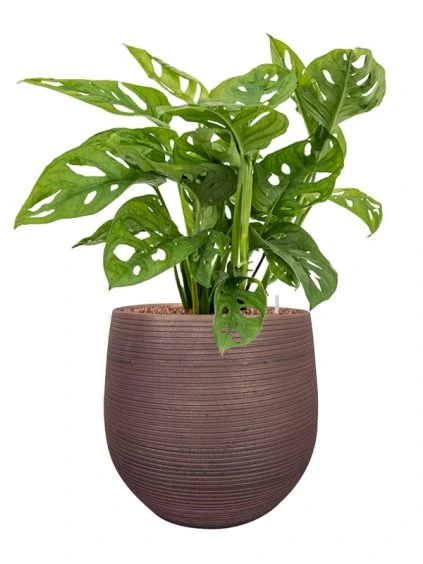 Monstera obliqua in Lydia R31cm V62cm