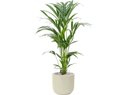 Kentia (Howea) forsteriana in Capi Nature Groove Special R19cm V91cm
