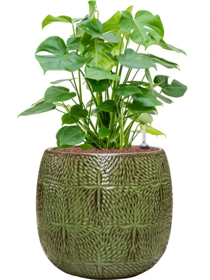 Monstera deliciosa in Marly R41cm V79cm
