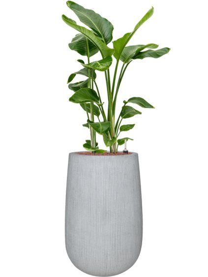 Strelitzia nicolai in Ridged Vertically R44cm V147cm