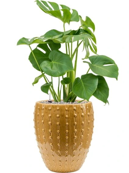 Monstera deliciosa in Laos Mini R30cm V86cm