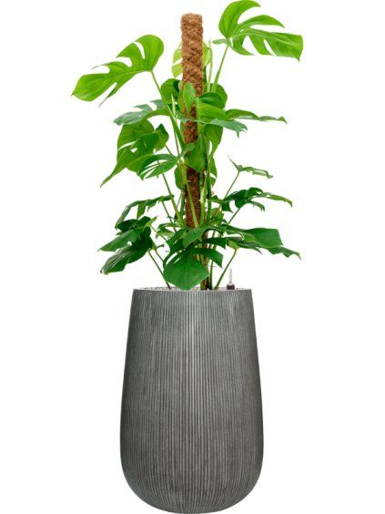 Monstera deliciosa in Ridged Vertically R44cm V152cm