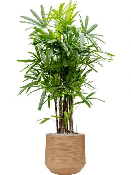 Rhapis excelsa in Baq Dune R41cm V152cm