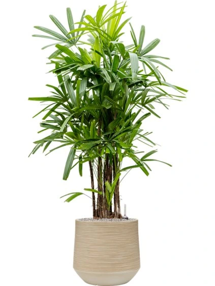 Rhapis excelsa in Baq Dune R41cm V152cm