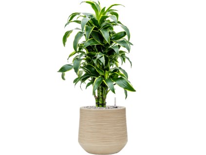 Dracaena fragrans 'Dorado' in Baq Dune R24cm V81cm