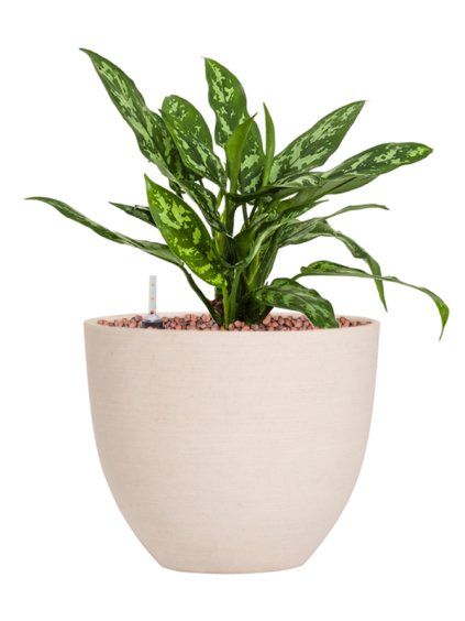Aglaonema 'Maria' in Refined R18cm V31cm