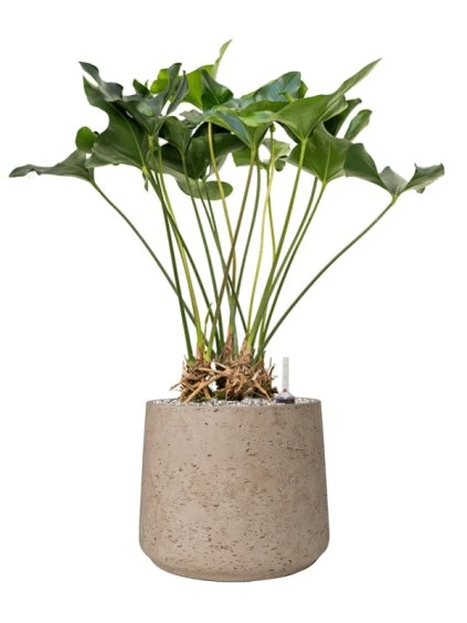 Anthurium 'Arrow' in Rough R34cm V83cm