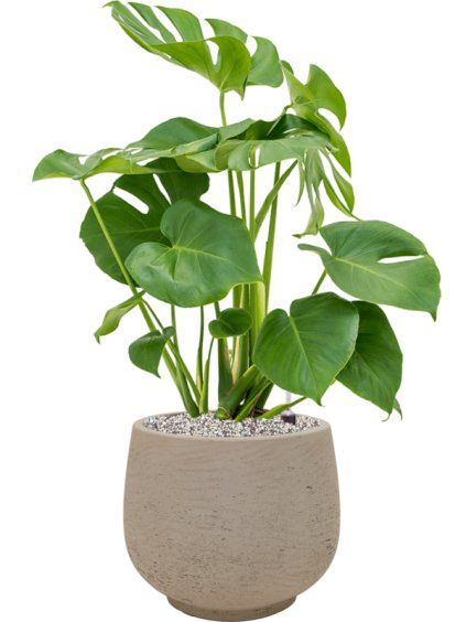 Monstera deliciosa in Rough R31cm V76cm