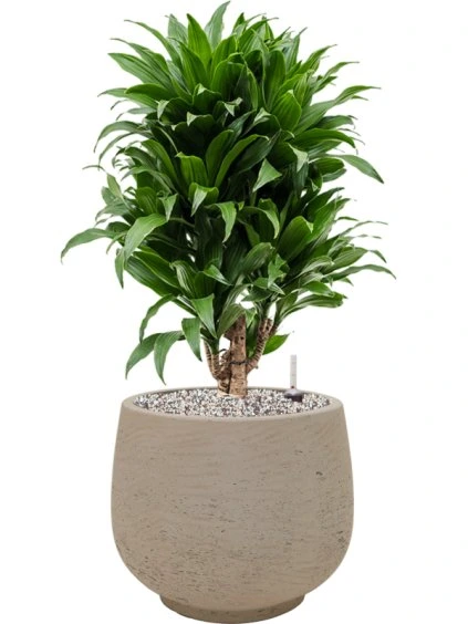 Dracaena fragrans 'Compacta' in Rough R31cm V68cm