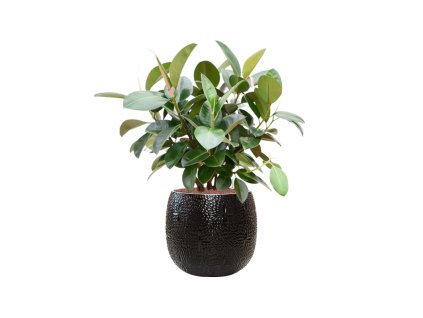 Ficus elastica 'Robusta' (70-100cm) in Marly R41cm V100cm