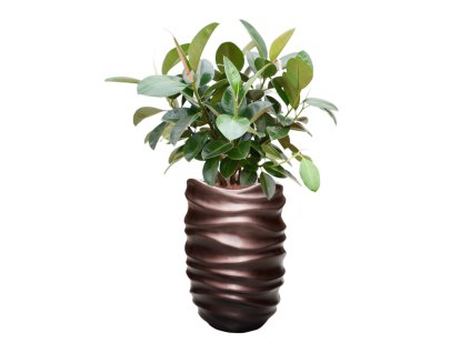 Ficus elastica 'Robusta' (70-100cm) in Baq Gradient Lee R22cm V119cm