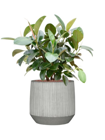 Ficus elastica 'Robusta' (70-100cm) in Ridged R22cm V106cm