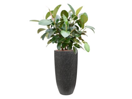 Ficus elastica 'Robusta' (70-100cm) in Baq Raindrop R22cm V124cm