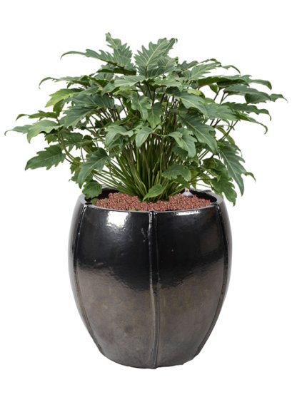 Philodendron 'Xanadu' in Moda R43cm V78cm
